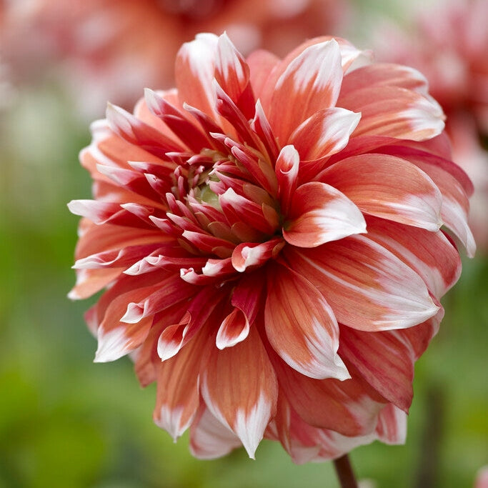 Dahlia Cactus Frost Nip 1-pakke